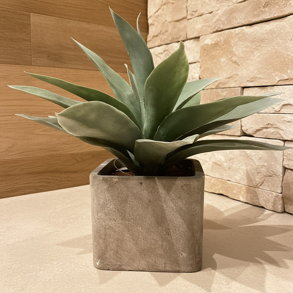 Succulent in Square Pot