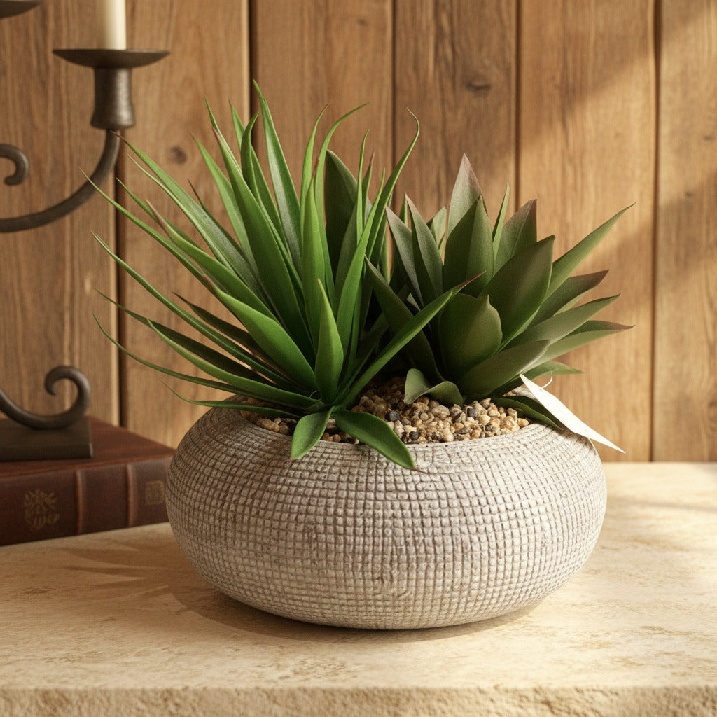 Medium Succulents