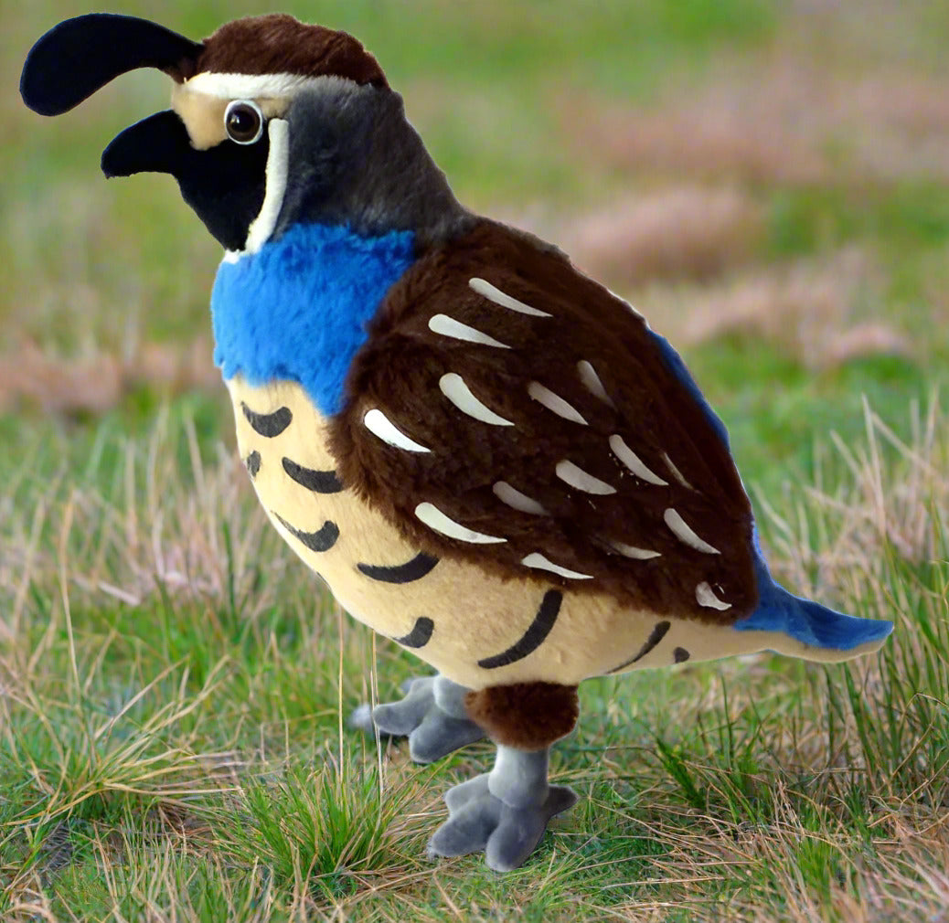 Upland Quail