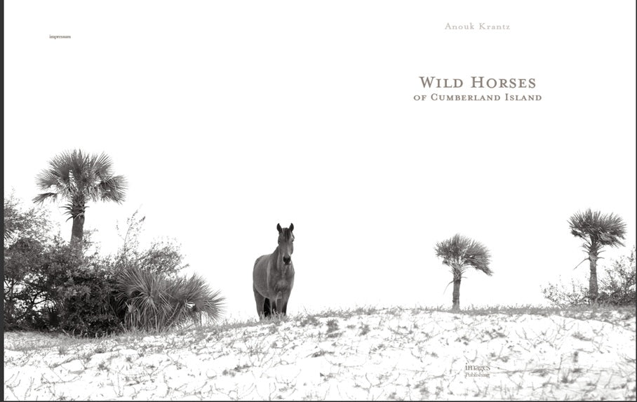 WILD HORSES OF CUMBERLAND ISLAND