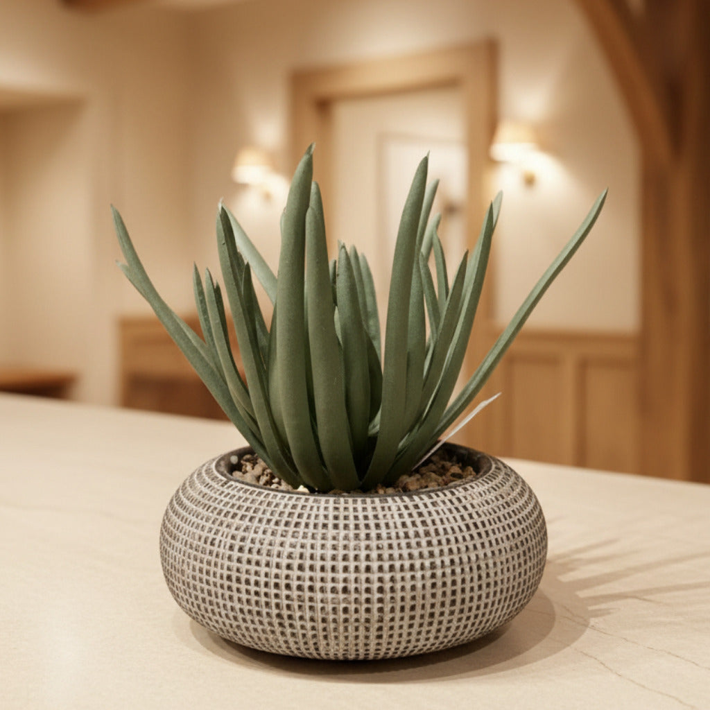 Medium Succulents