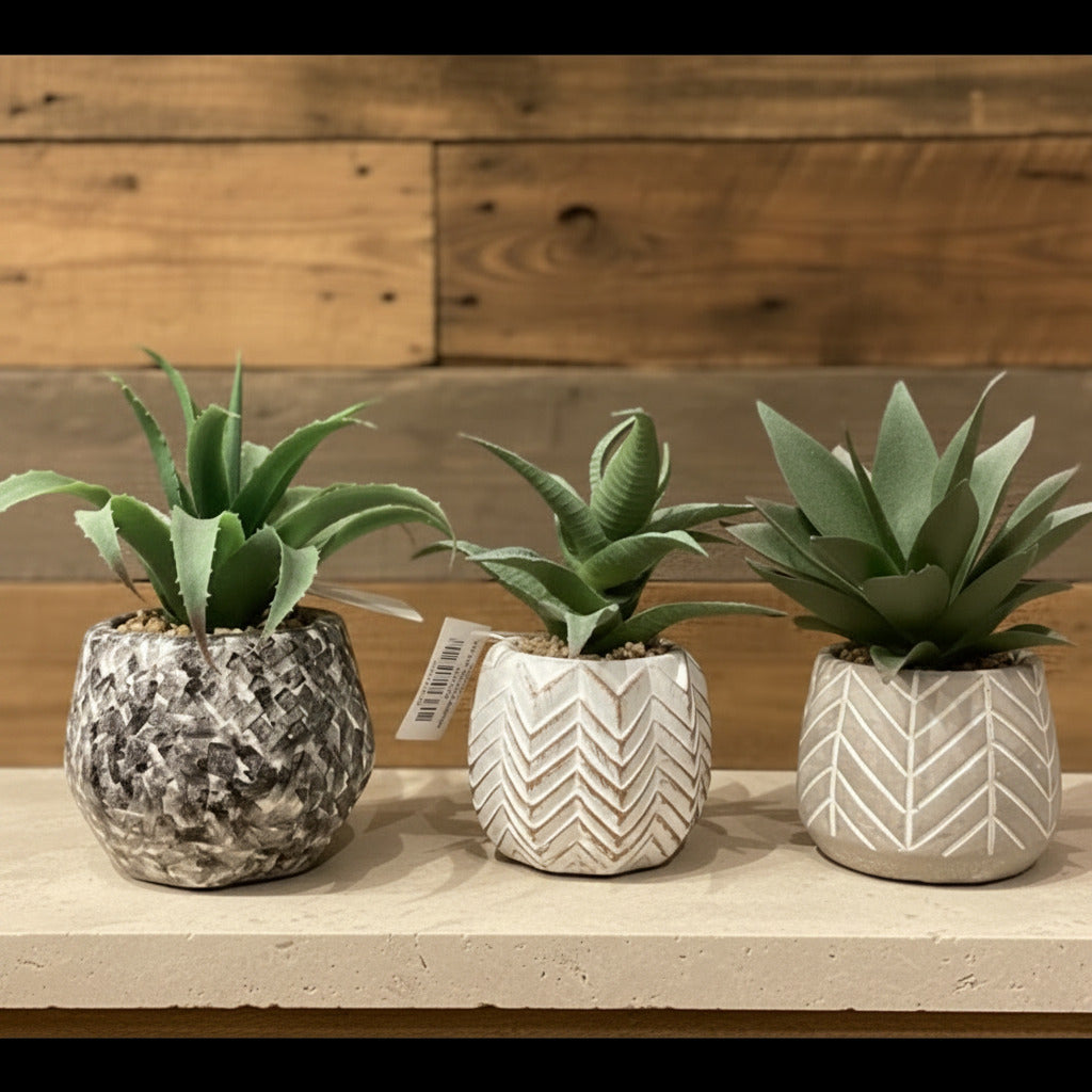 Small Succulents