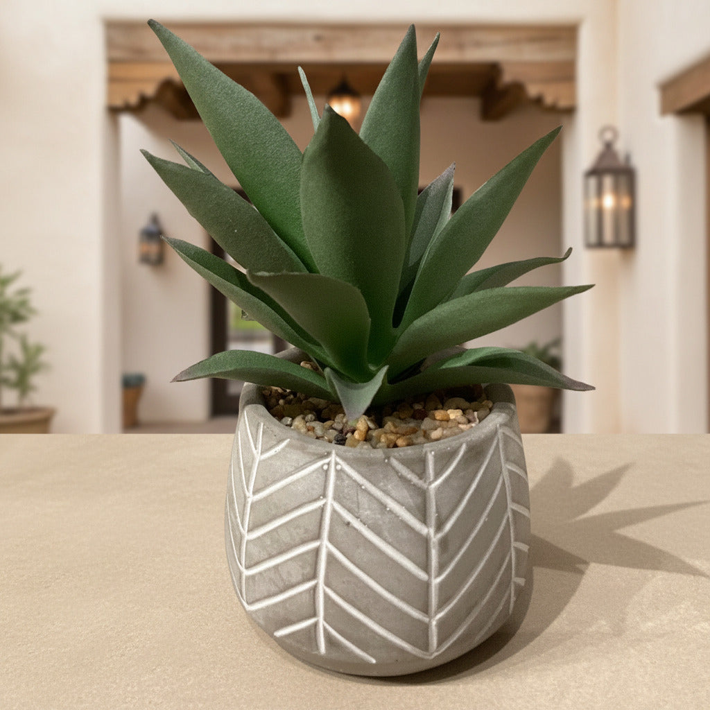 Small Succulents