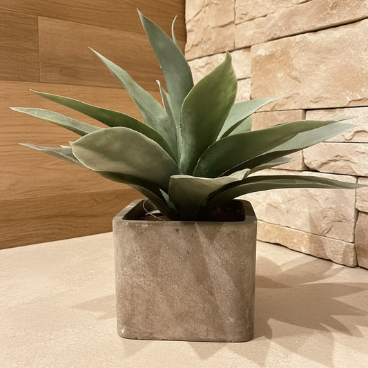 Succulent in Square Pot