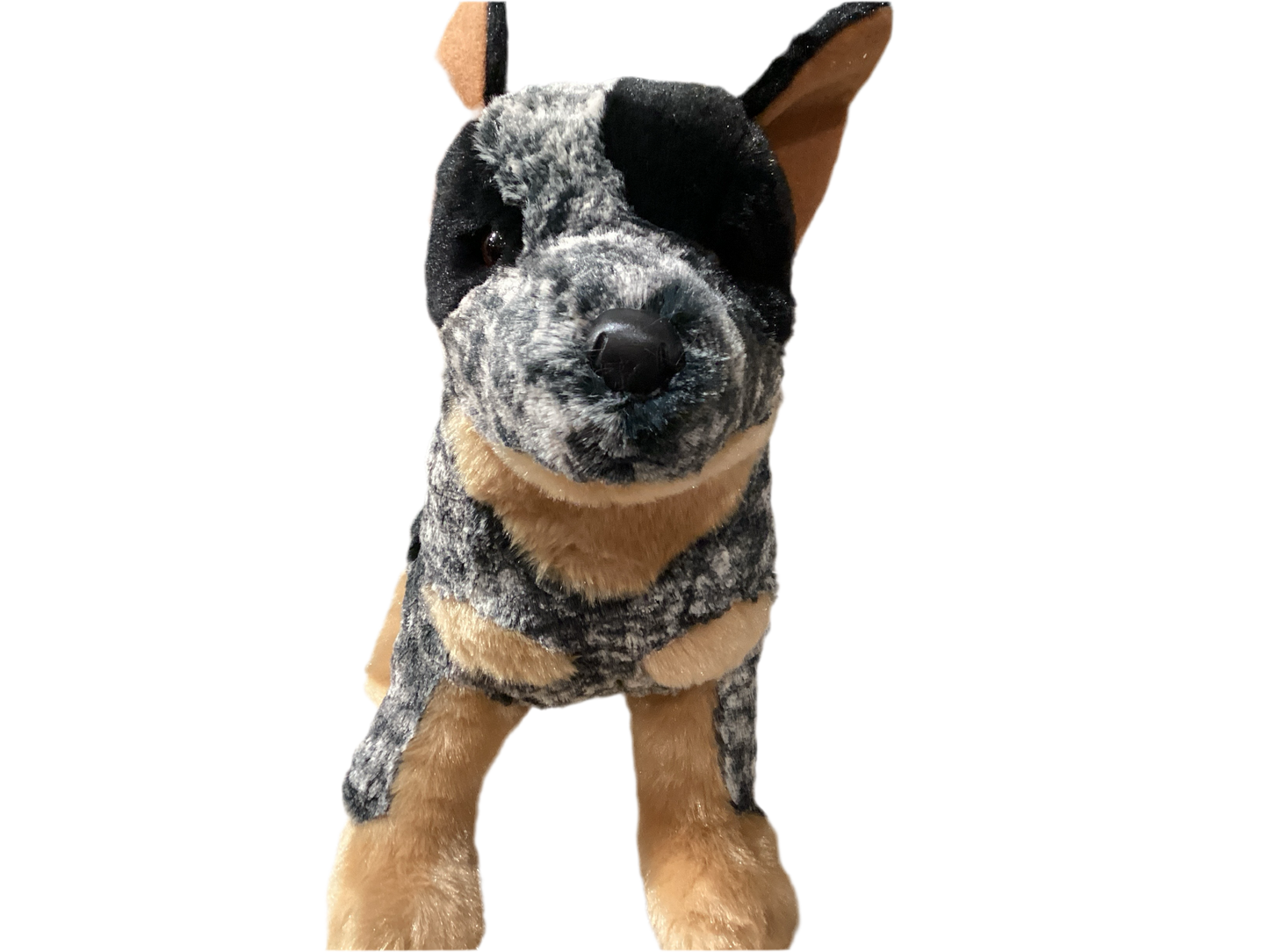 Bolt Australian Cattle Dog
