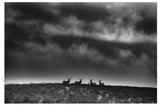 RANCHLAND: WAGONHOUND