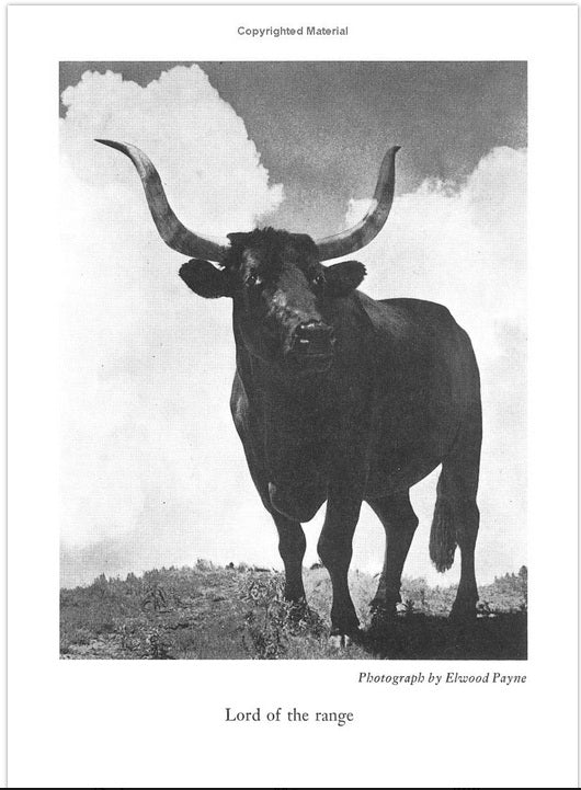 The Chisholm Trail