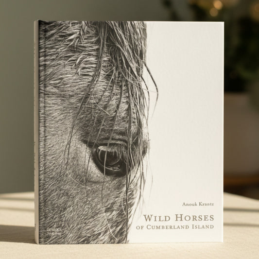 WILD HORSES OF CUMBERLAND ISLAND