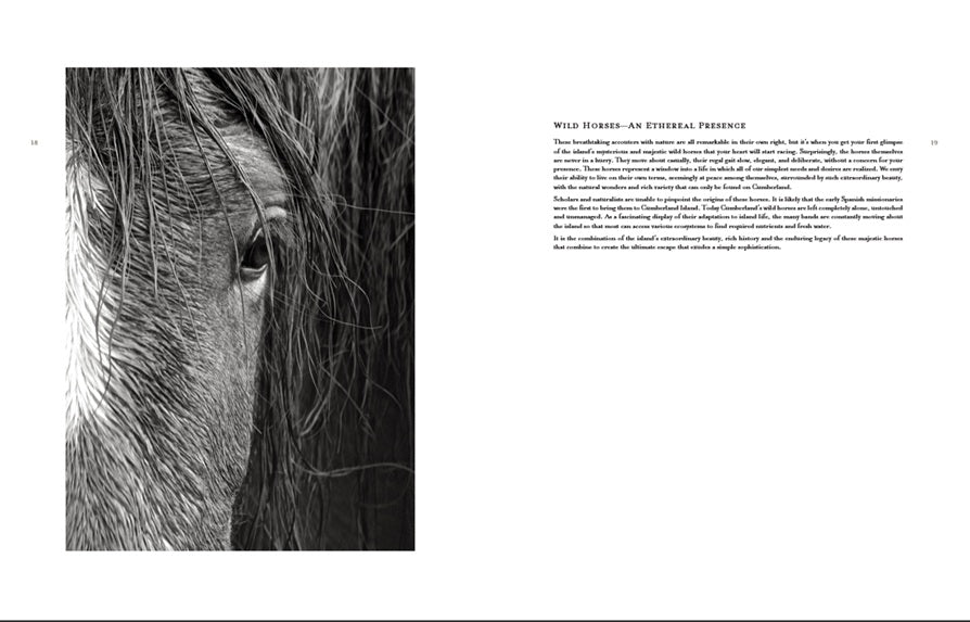 WILD HORSES OF CUMBERLAND ISLAND